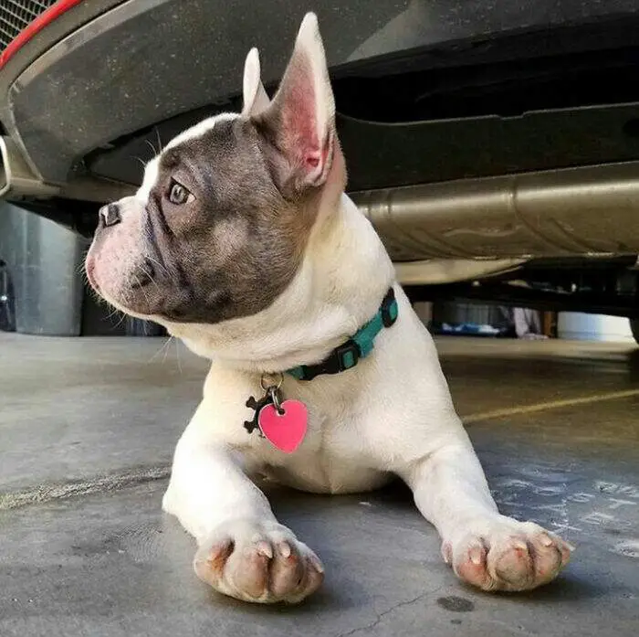 I Bulldog possono volare sugli aeroplani