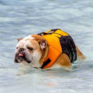 I Bulldog inglesi sanno nuotare