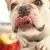 I Bulldog inglesi possono mangiare le mele?