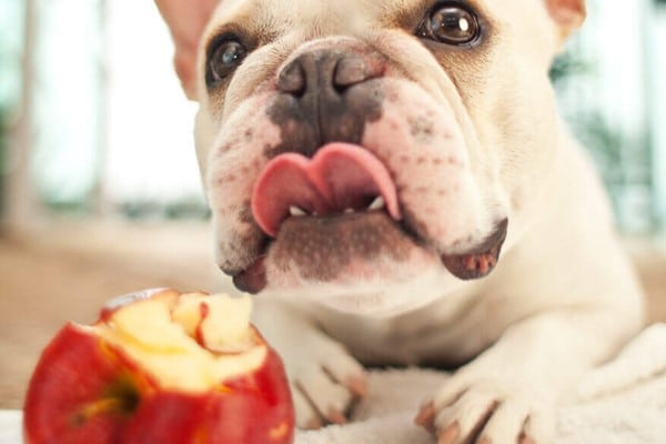 I Bulldog inglesi possono mangiare le mele