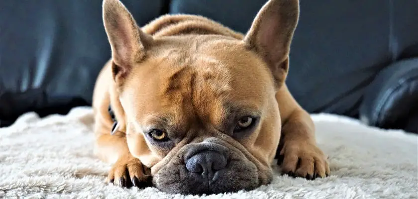 Bulldog francese con la testa appoggiata sul divano – A che età i bulldog francesi si calmano