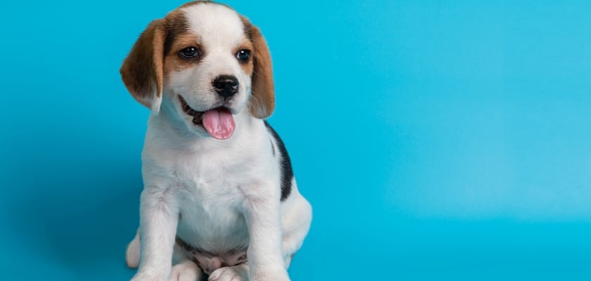 Primo piano di un piccolo cucciolo di Beagles