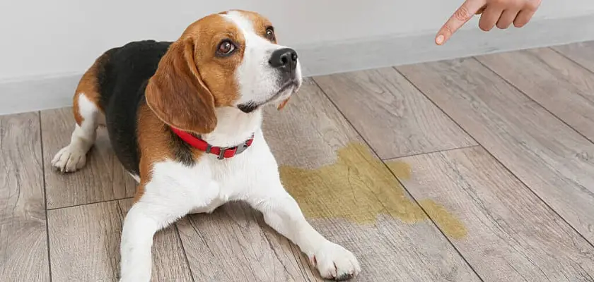 Vista di un cane seduto sul pavimento con la sua pipì vicino – Odore di pipì del cane