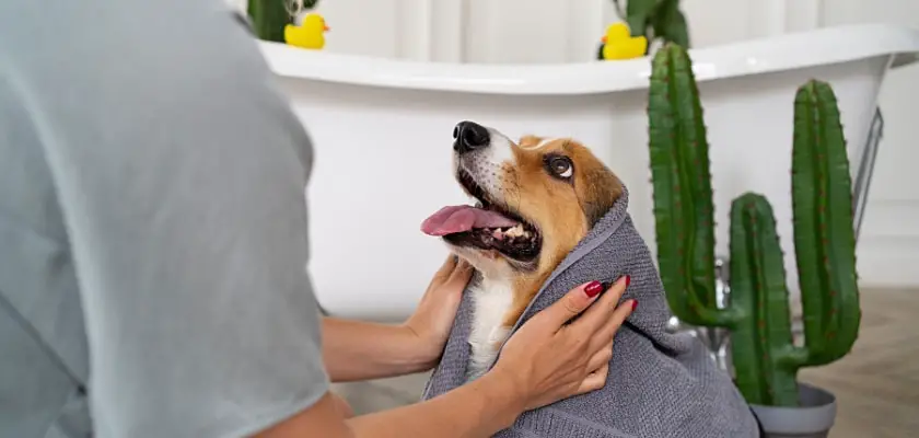 Vista parziale angolare di una donna che copre il suo cane con un asciugamano – Odore di pipì del cane