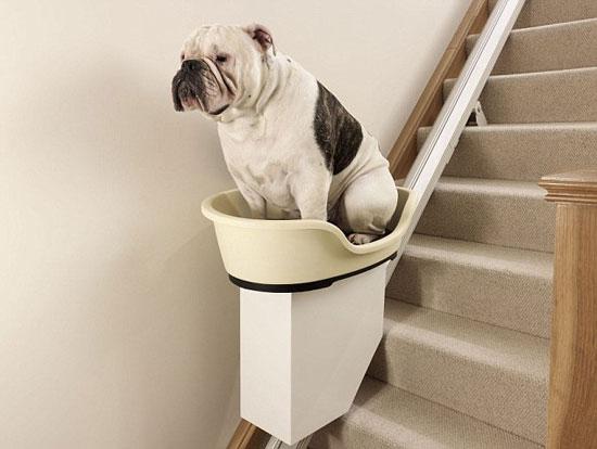 I Bulldog possono salire le scale?