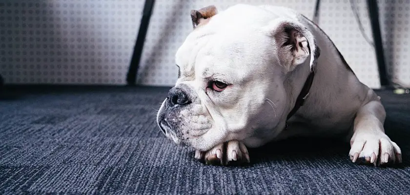 Bulldog francese anziano stanco sdraiato sul pavimento