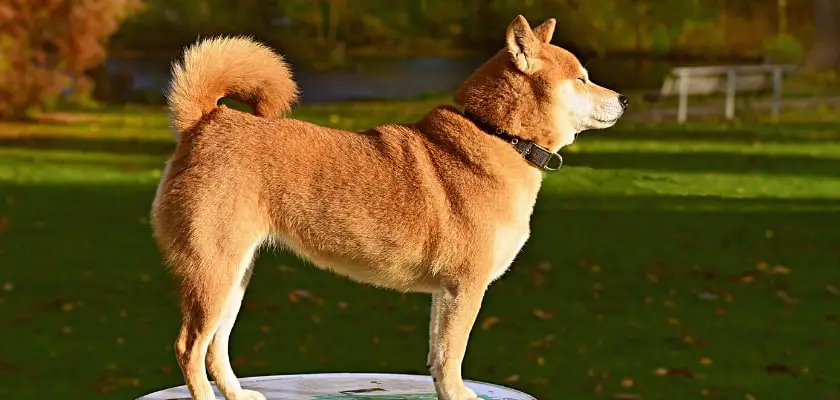 Cane-lupo in posa sopra una lastra tonda di marmo al parco – Cos’è la tasca della coda di un cane