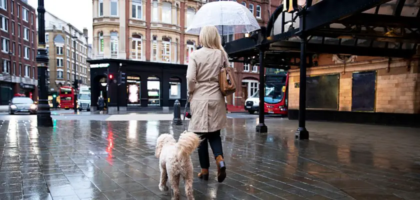 Donna che cammina con il suo cane per le strade della città mentre piove – Perché i cani leccano l’aria