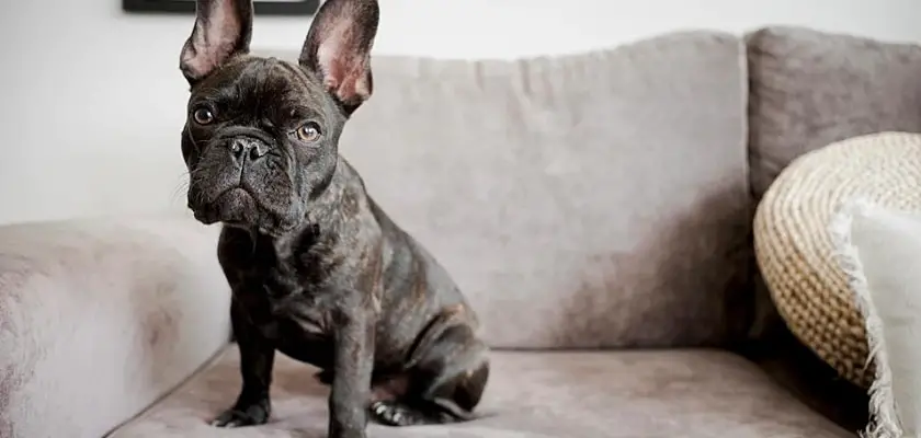 Primo piano di un bulldog francese cucciolo seduto sul divano che osserva la fotocamera