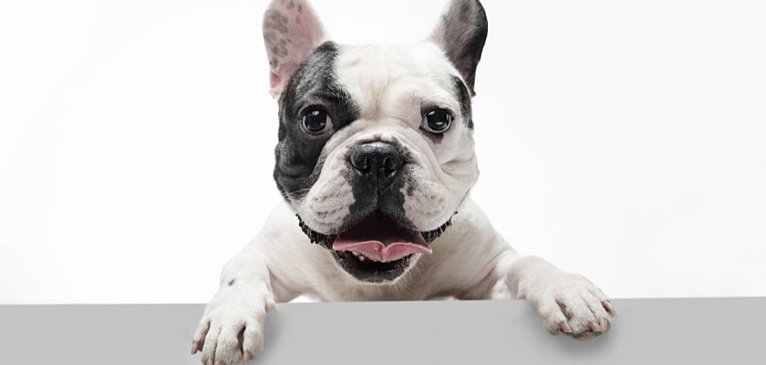 Primo piano di un giovane bulldog francese – Come prepararsi ad accogliere un cucciolo di Bulldog