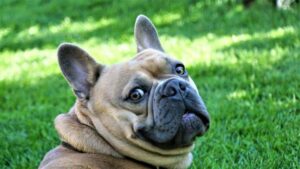bulldog francese problemi respiratori