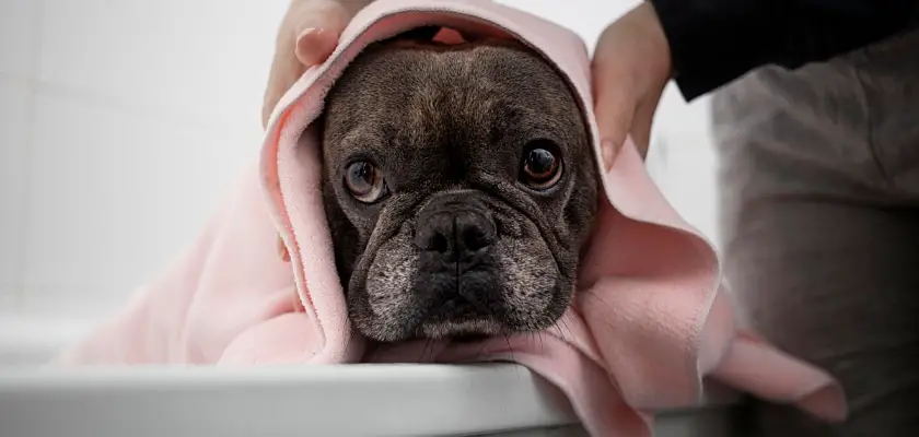 Bulldog Francese dentro la vasca da bagno con un accappatoio di colore rosa che gli copre le orecchie – Come pulire le orecchie del Bulldog Francese