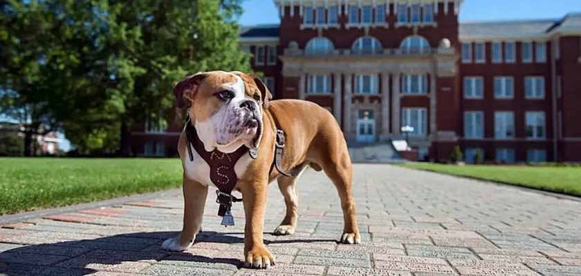 Bully – La mascotte del Mississippi State University – Mascotte Bulldog universitarie