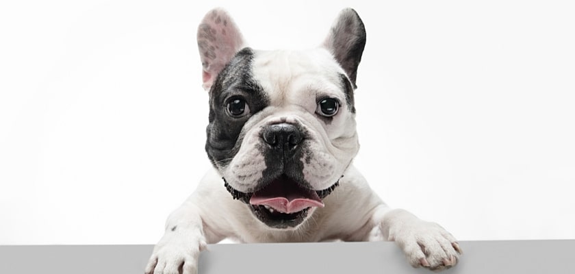 Primo piano di un bulldog francese giovane in posa – Come pulire le orecchie del Bulldog Francese