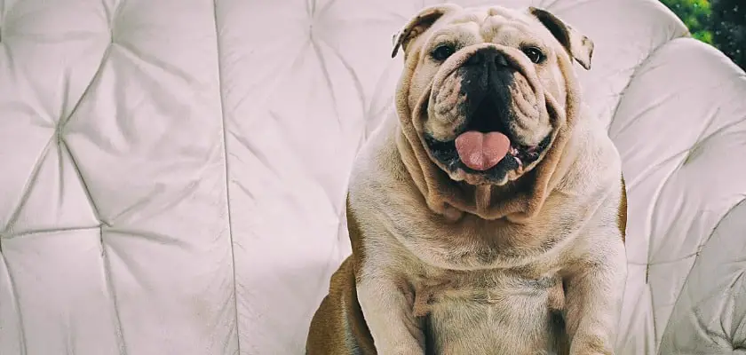 Primo piano frontale di un bulldog inglese in gravidanza seduto sul divano – Per quanto tempo sono in gravidanza i Bulldog inglesi