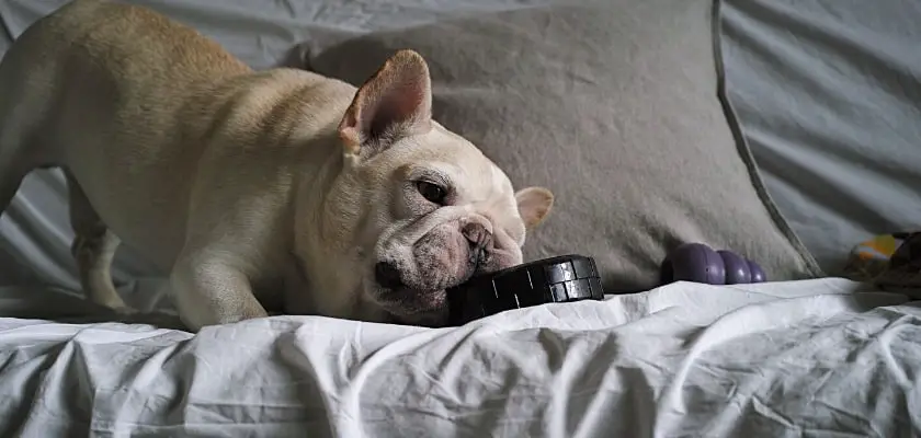 Vista di un bulldog inglese che gioca con alcuni giocattoli per cani sopra il divano