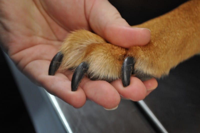 tagliare le unghie al cane