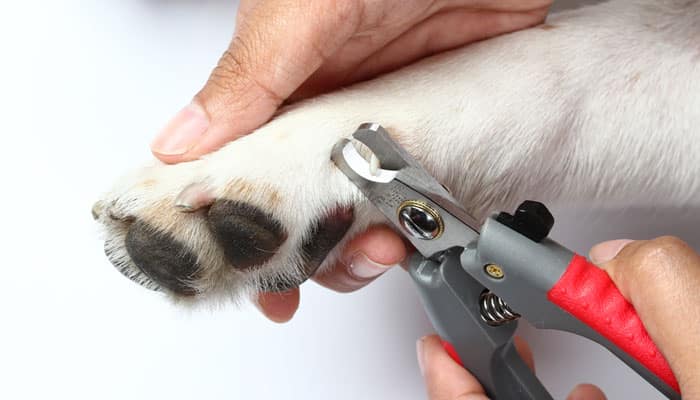 tagliare le unghie al cane