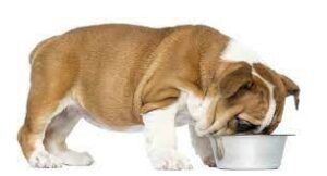 Guida all'alimentazione per cani