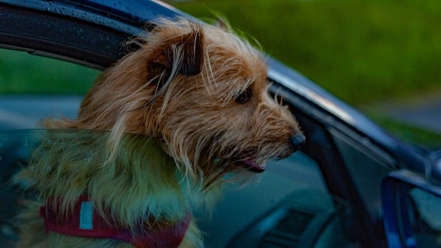 coprisedile auto per cani