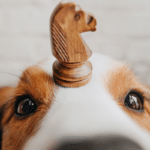 Giochi e accessori per cani intelligenti