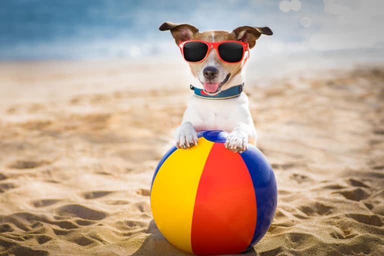 Accessori per cani per la spiaggia