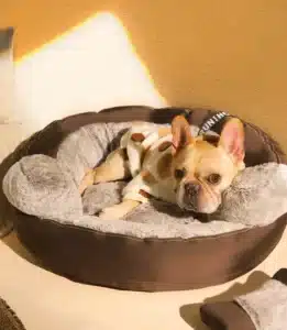 Letti e cuscini per bulldog