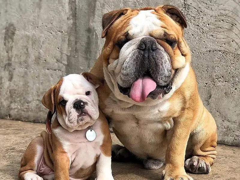 Cuccioli di Bulldog