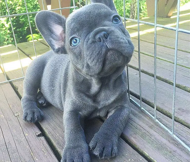 bulldog francese blu