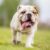 Il Mondo dei Bulldog: Come Diventare il Miglior Amico del tuo Cane