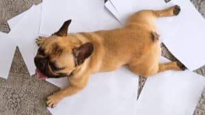 displasia dell'anca nei cani
