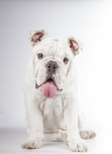 10 cose da sapere sul bulldog inglese